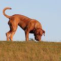 honden foto 