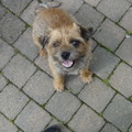 honden foto 