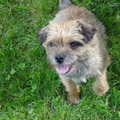 honden foto 