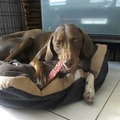 honden foto Lekker snoepje gehad van oma :)