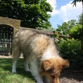 honden foto Door het spinnenweb gelopen, lijkt net een sluier @ 11 weken