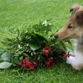 honden foto Oma vond de bloemen vast mooi op haar begravenis, maar nu zijn ze van mij @ 11 weken