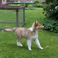 honden foto Tegen de wind in rennen, zo lijk ik net een vosje @ 13 weken