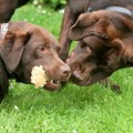 honden foto 