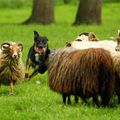 honden foto 