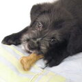 honden foto Dit is Blitz een schat van een hond maar s'nacht nog een groot probleem
