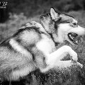 honden foto 