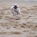 honden foto Doggy @ HP wandeling in Monster