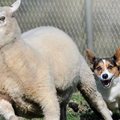 honden foto Welsh Corgi Cardigan Tri Colour, schapendrijven 