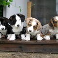 honden foto Welsh Corgi Cardigan pups