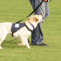 honden foto 