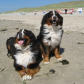 honden foto Cay en Cooper.