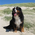 honden foto Cay.