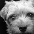 honden foto 