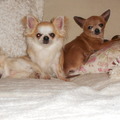 honden foto 