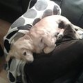honden foto 