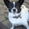 honden foto dit is mijn lieve schat blacky
een mooie kruising en kei lief
heb hem opgevangen 4 jaar geleden is zwaar mishandeld geweest
en wrom is zoon droppie