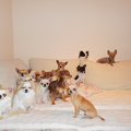 honden foto groepsfoto