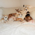 honden foto vincy got soul 