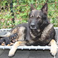 honden foto Hoe goed dat een 4 jarige Dominante Reu zo een kleine Pup accepteert.
