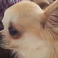 honden foto Figaret vd grotenhuishoeve