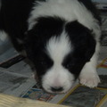 honden foto 