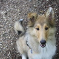 honden foto Snoepje? @ 16 weken