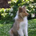 honden foto Ik wordt al een mooie grote meid @ 16 weken