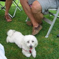 honden foto 