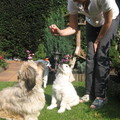 honden foto Koekje?