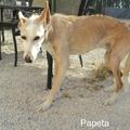 honden foto Papeta de bejaarde podenco van 18 jaar