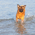 honden foto Baasje..... Ik kom al