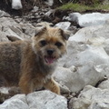 honden foto In Italië op de Monté Baldo