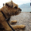 honden foto in Italië