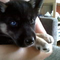 honden foto Siberische Husky pup te koop
teefje met 1 blauwe en 1 bruine oog
550 euro met inenting, chip en ontworming inbegrepen!