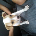 honden foto Dit is Tyson onze engelse stafford pup van 7 1/2 week oud.