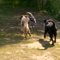 honden foto 