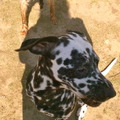 honden foto 