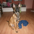 honden foto Yankee, 6 maanden oud
