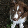honden foto 11 weken