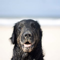 honden foto Aan zee