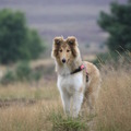 honden foto Op het Rozendaalse veld @ 20 weken