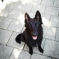 honden foto 