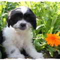 honden foto 