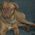 honden foto 