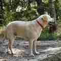 honden foto Boswandeling