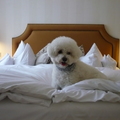 honden foto 