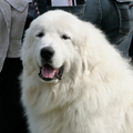 honden foto 