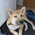 honden foto 