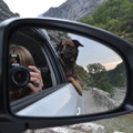 honden foto 